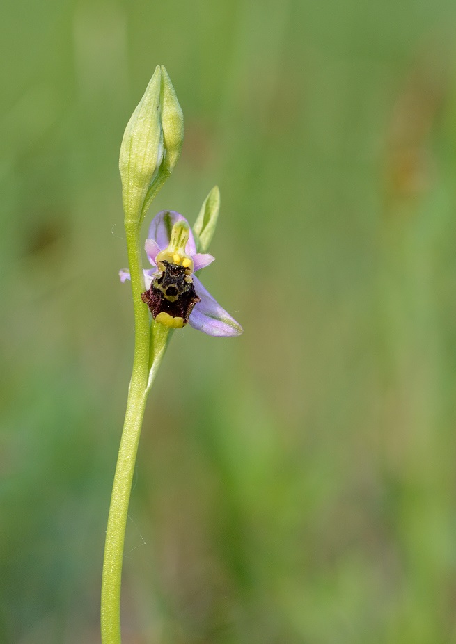 O.holoserica